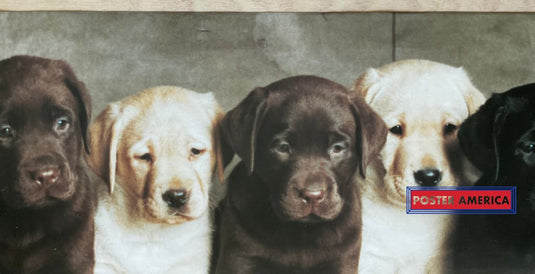 Labrador Retriever Puppy Medley Vintage Dog Photography Slim Print 12 X 36