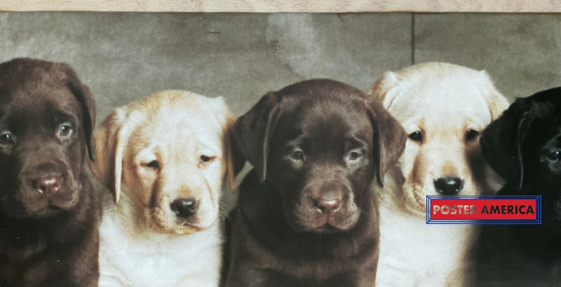 Load image into Gallery viewer, Labrador Retriever Puppy Medley Vintage Dog Photography Slim Print 12 X 36
