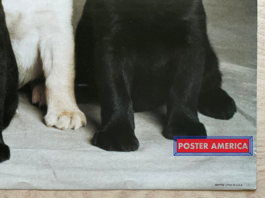 Labrador Retriever Puppy Medley Vintage Dog Photography Slim Print 12 X 36