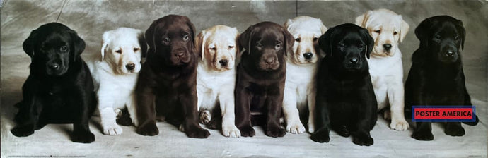 Labrador Retriever Puppy Medley Vintage Dog Photography Slim Print 12 X 36