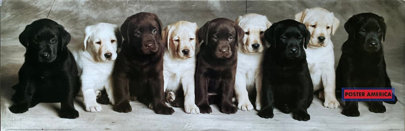 Load image into Gallery viewer, Labrador Retriever Puppy Medley Vintage Dog Photography Slim Print 12 X 36
