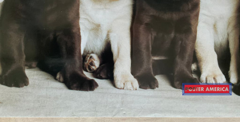 Load image into Gallery viewer, Labrador Retriever Puppy Medley Vintage Dog Photography Slim Print 12 X 36
