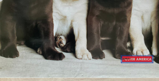 Labrador Retriever Puppy Medley Vintage Dog Photography Slim Print 12 X 36