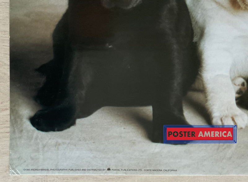 Load image into Gallery viewer, Labrador Retriever Puppy Medley Vintage Dog Photography Slim Print 12 X 36
