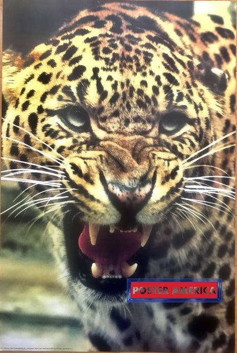 Leopard Big Cat Photo Poster Italian Import 24 X 36
