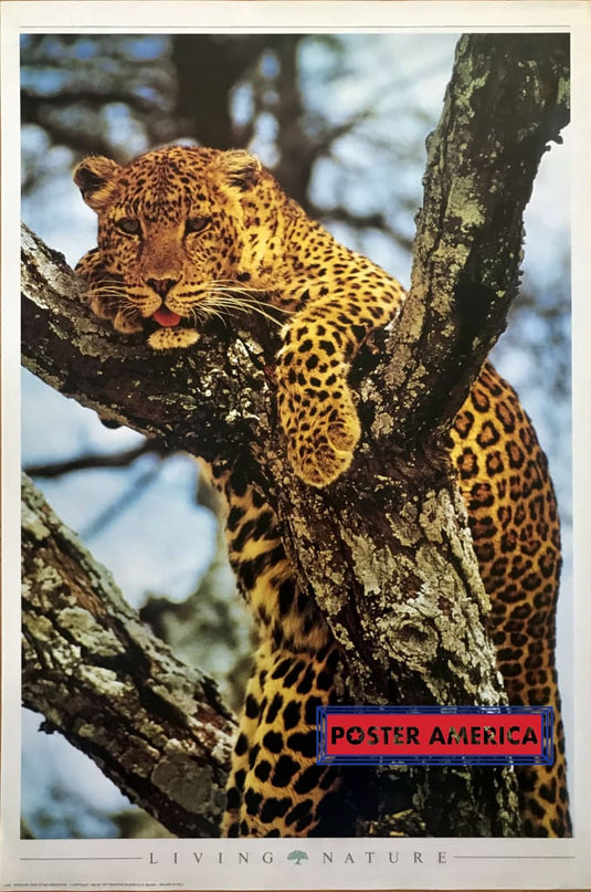 Leopard In Tree Living Nature Italian Import Poster 24 X 36