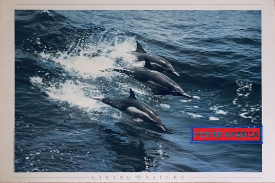 Living Nature Dolphin Italian Vintage Import 1989 24 X 36 Poster