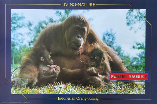 Xxx - Indonesian Orang-Outang Posters Prints & Visual Artwork
