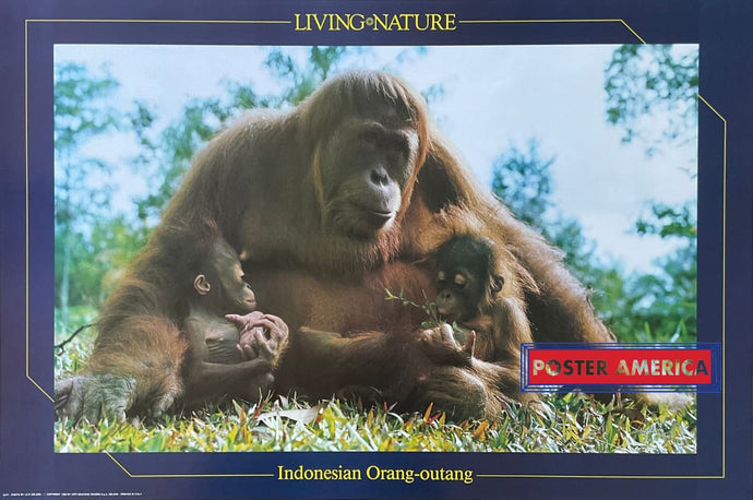 Living Nature Indonesian Orang-Outang Vintage Uk Import Poster 24 X 36 Posters Prints & Visual