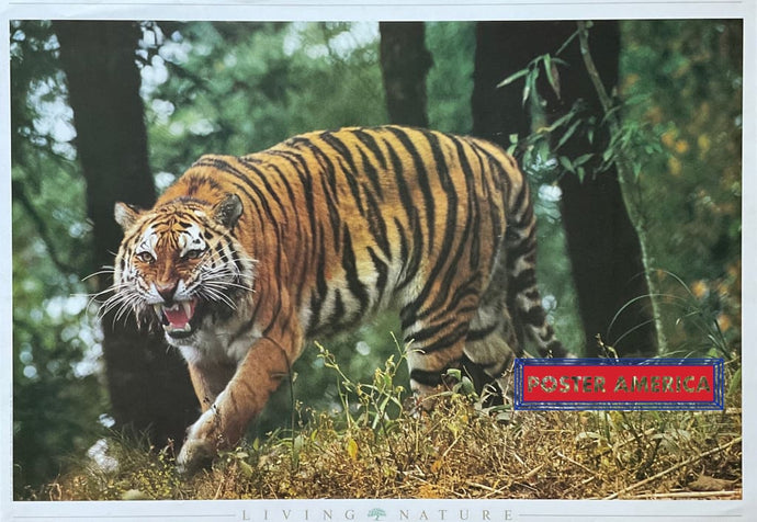 Living Nature Tiger In The Wild Vintage 1990 Italian Import Poster 23.5 X 33.5