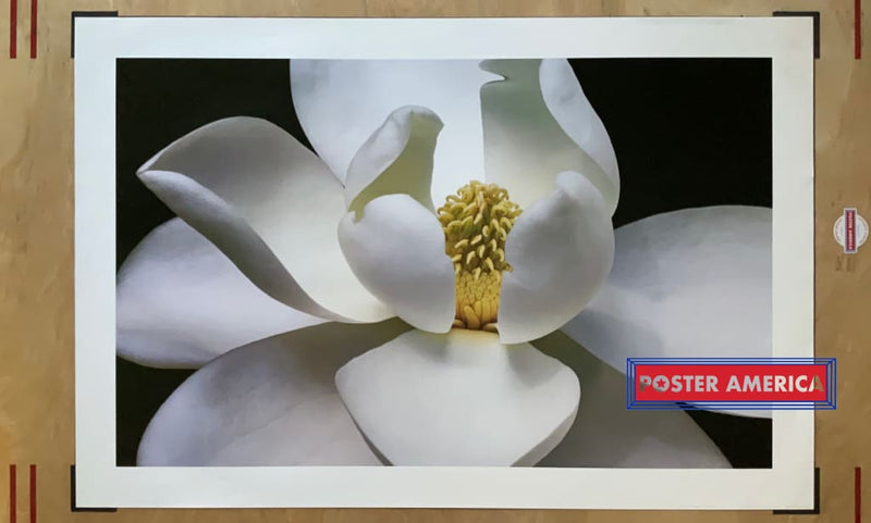 Load image into Gallery viewer, Magnolia Flower Artwork 2005 Poster Print 24 X 36 Art
