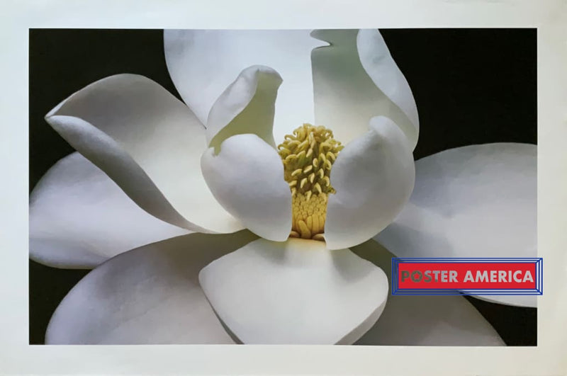 Load image into Gallery viewer, Magnolia Flower Artwork 2005 Poster Print 24 X 36 Art
