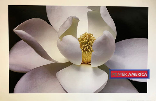 Magnolia Flower Blooming Poster 24 X 36