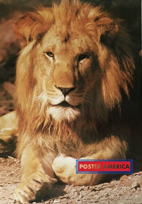 Male Lion Laying In The Sun Poster 26.5 X 37.5