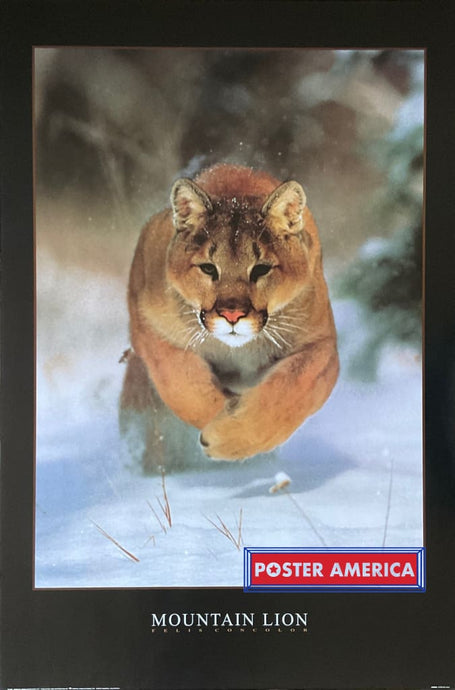 Mountain Lion Felis Concolor Vintage 1996 Poster 24 X 36 Vintage Poster