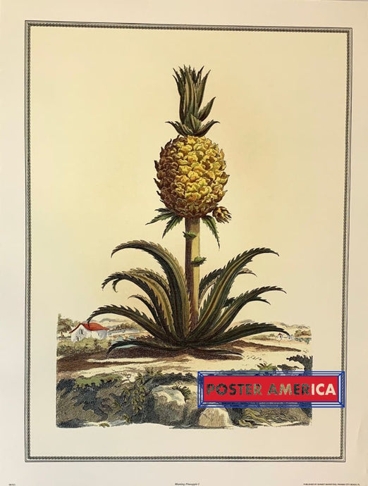 Munting Pinapple I Rare Vintage Fine Art Poster Print 19.25 X 25.25 Vintage Poster