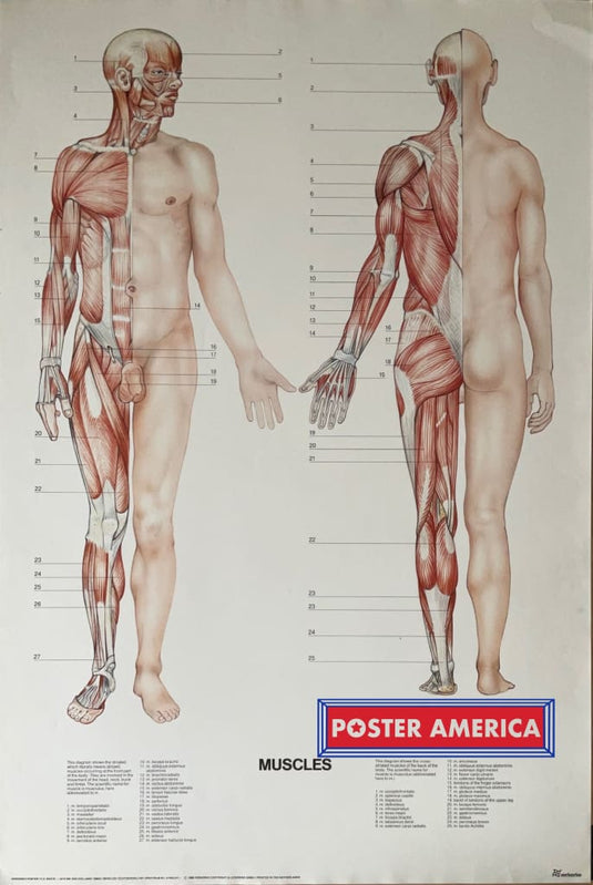 Muscles Diagram Vintage 1989 Science Poster 24.5 X 36.25