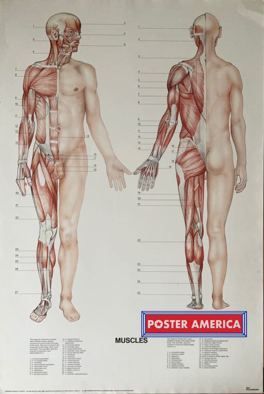 Muscles Diagram Vintage 1989 Science Poster 24.5 X 36.25