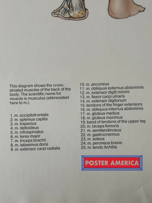 Muscles Diagram Vintage 1989 Science Poster 24.5 X 36.25