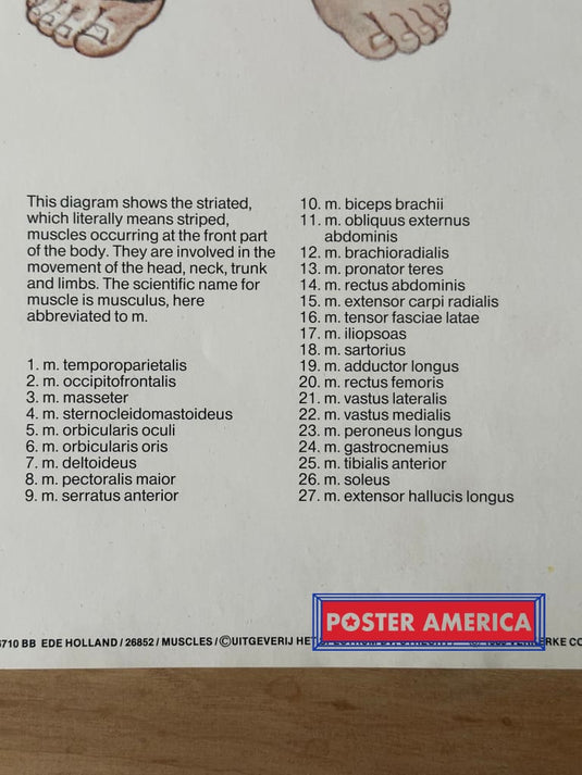 Muscles Diagram Vintage 1989 Science Poster 24.5 X 36.25