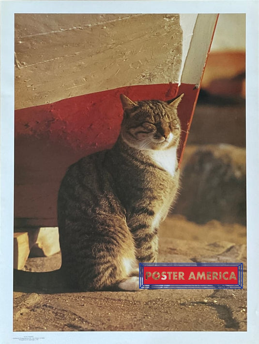 Mykonos Vintage Cat Photography Poster 19 X 25 Posters Prints & Visual Artwork