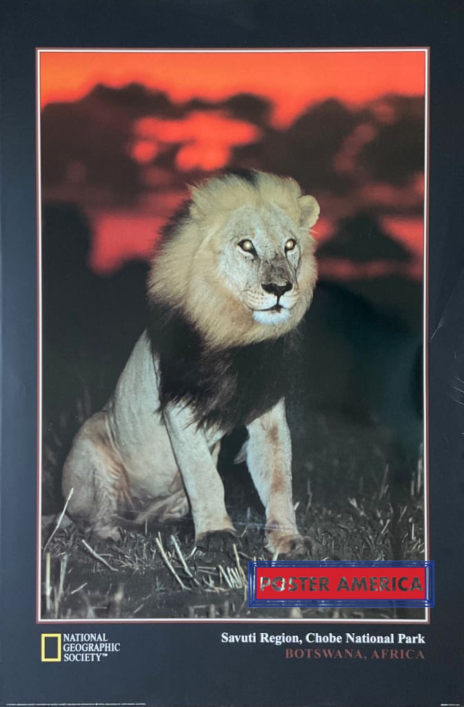 Load image into Gallery viewer, National Geographic Society Lion In Chobe Park Vintage Poster 24 X 36
