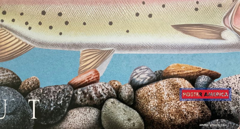 Load image into Gallery viewer, Xxx - North American Trout Vintage Art Print 12 X 36 Posters Prints &amp; Visual Artwork
