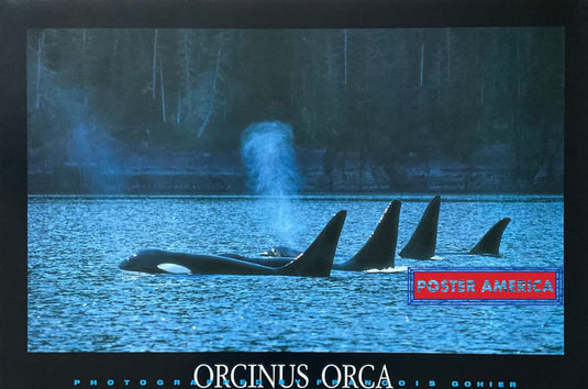 Orcinus Orca By Francois Gohier Vintage 1991 Poster 24 X 36 Vintage Poster
