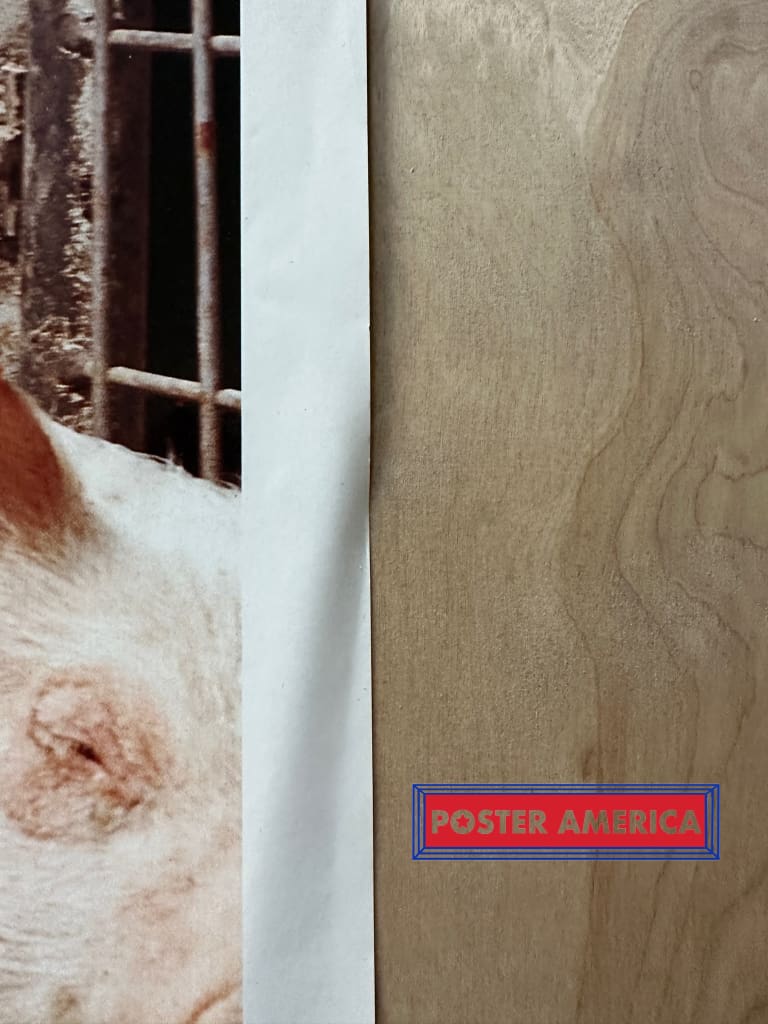Load image into Gallery viewer, Pigs Group Portrait Vintage Photography Poster 19 X 25 Fine Art Print
