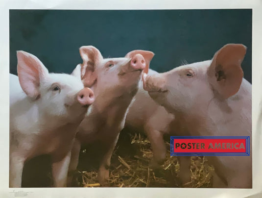 Pigs I Vintage Photography Poster 19 X 25 Fine Art Print