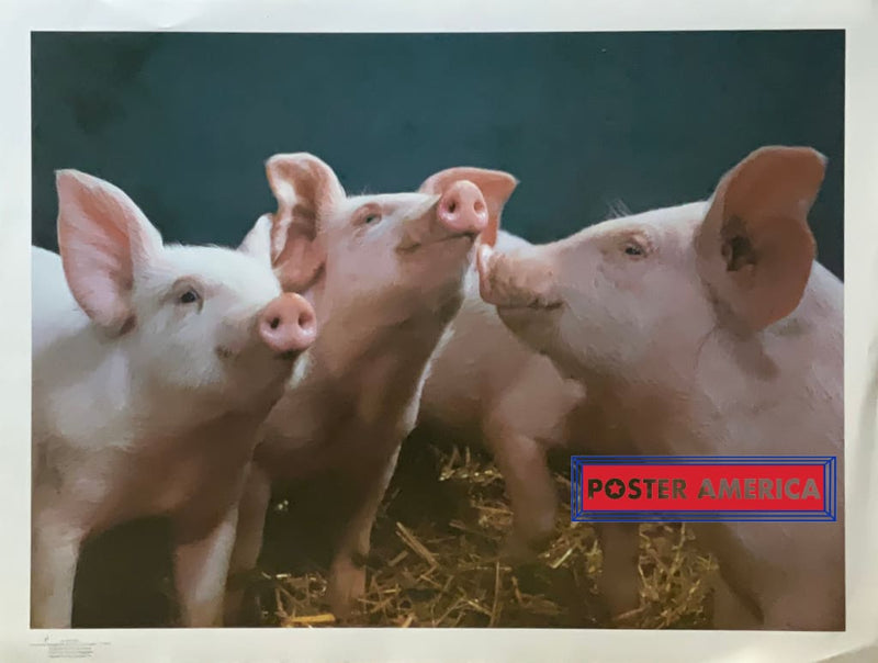 Load image into Gallery viewer, Pigs I Vintage Photography Poster 19 X 25 Fine Art Print
