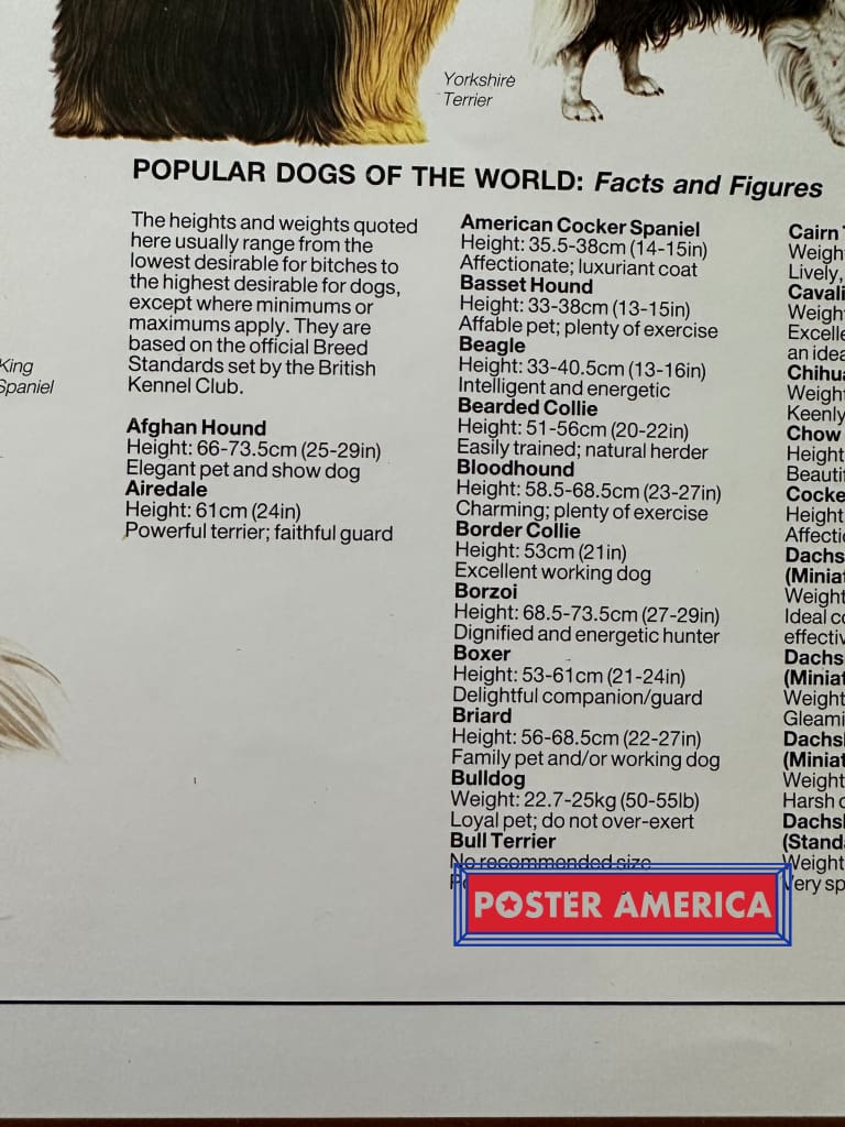 Load image into Gallery viewer, Popular Dogs Of The World Poster 24.5 X 36.5
