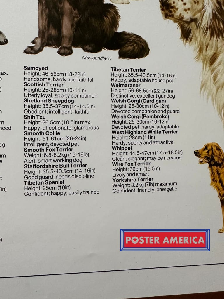 Load image into Gallery viewer, Popular Dogs Of The World Poster 24.5 X 36.5
