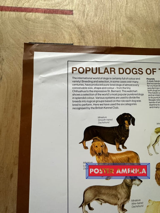 Popular Dogs Of The World Poster 24.5 X 36.5