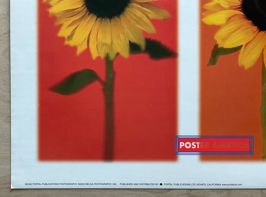 Rainbow Sunflower Vintage 2002 Photography Slim Print 12 X 36