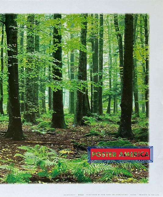 Rainforest Scenic Photography Print 12 X 36 Posters Prints & Visual Artwork