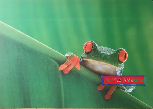 Red Eyed Tree Frog Vintage 1995 Uk Import Poster 24 X 34