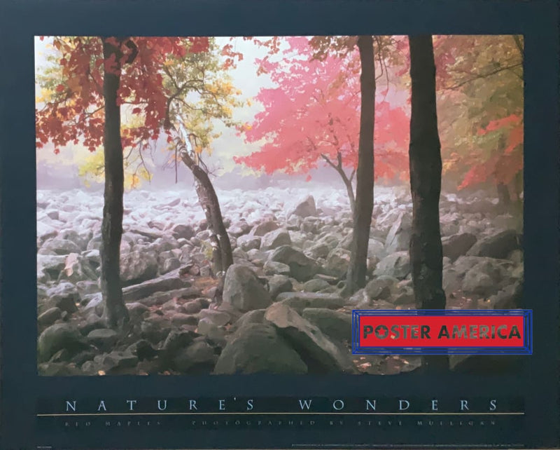 Load image into Gallery viewer, Red Maples By Steve Mulligan Natures Wonders Series 1993 Art Poster 24 X 30
