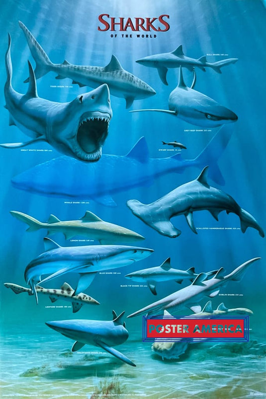 Sharks Of The World Vintage 1993 Poster 24.5 X 36.5
