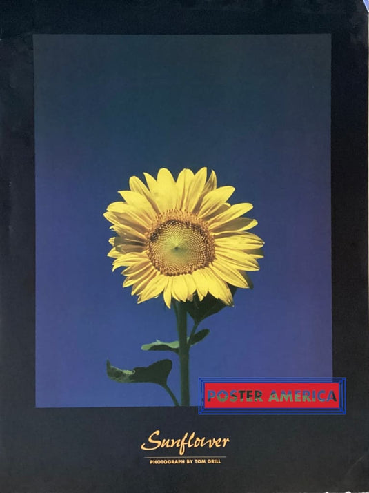 Sunflower Shot By Tom Grill Vintage 1994 Swedish Import Poster 24 X 31.5 Vintage Poster
