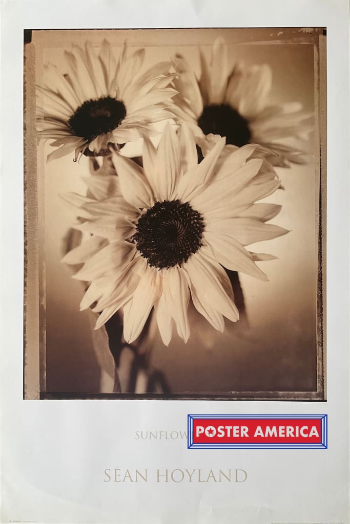 Load image into Gallery viewer, Sunflowers Ii By Sean Hoyland Vintage Uk Import Poster 23 X 35
