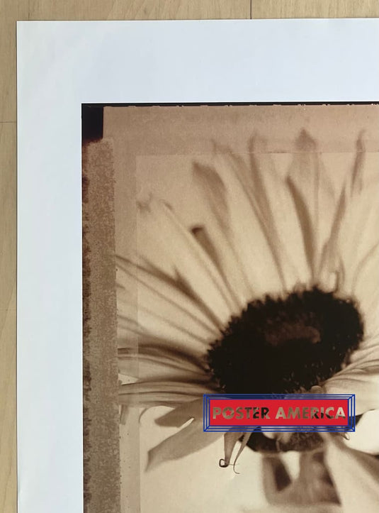 Sunflowers Ii By Sean Hoyland Vintage Uk Import Poster 23 X 35