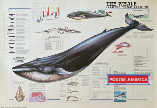 The Whale Vintage Hobby Poster 27 X 39 Posters Prints & Visual Artwork
