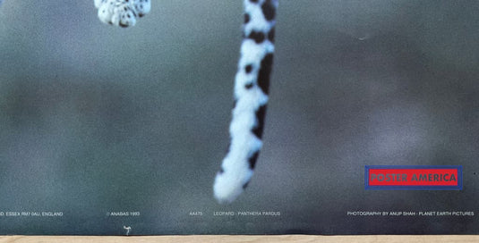 The Wildlife Collection Lounging Leopard Vintage 1993 Uk Import Poster 24 X 35