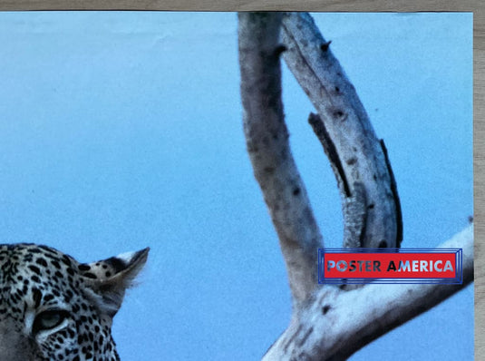 The Wildlife Collection Lounging Leopard Vintage 1993 Uk Import Poster 24 X 35