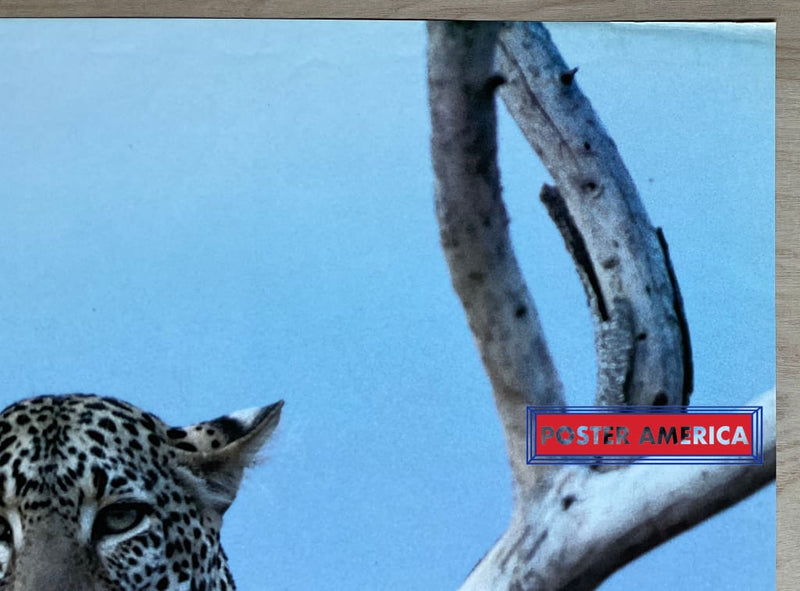 Load image into Gallery viewer, The Wildlife Collection Lounging Leopard Vintage 1993 Uk Import Poster 24 X 35
