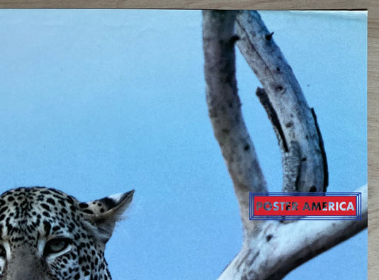 The Wildlife Collection Lounging Leopard Vintage 1993 Uk Import Poster 24 X 35