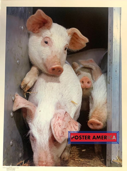 Thomas Hovland Pigs Poster 19 X 25 Vintage Poster