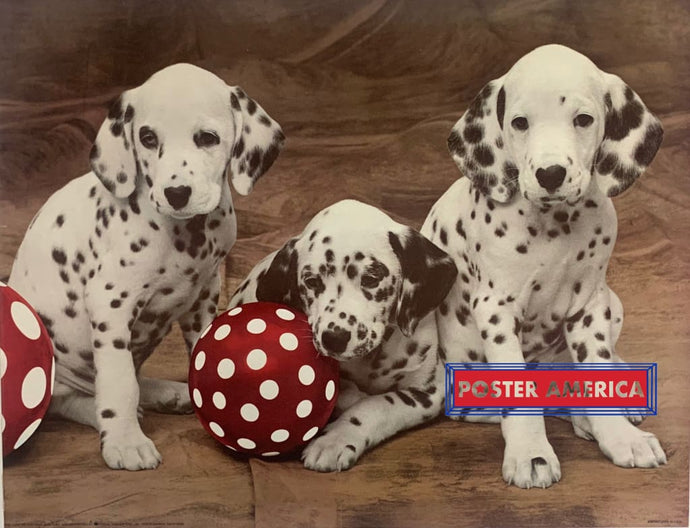 Three Dalmatian Dog Poster 18 X 24 Vintage Poster