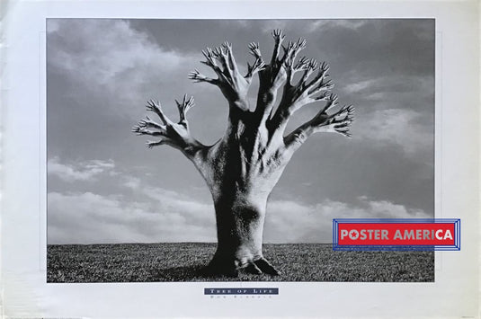 Tree Of Life By Bob Elsdale Poster 24 X 36